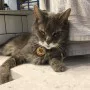 Kişiye Özel - Ahşap Ağaç Dalı Kedi Kimlik Madalyonu Kişiye Özel - Ahşap Ağaç Dalı Kedi Kimlik Madalyonu