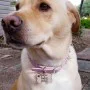 Kişiye Özel - Ahşap Kemik Modelli Köpek Tasma Kimlik Madolyonu Kişiye Özel - Ahşap Kemik Modelli Köpek Tasma Kimlik Madolyonu