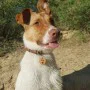 Kişiye Özel - Ahşap Kedi köpek Tasma Kimlik