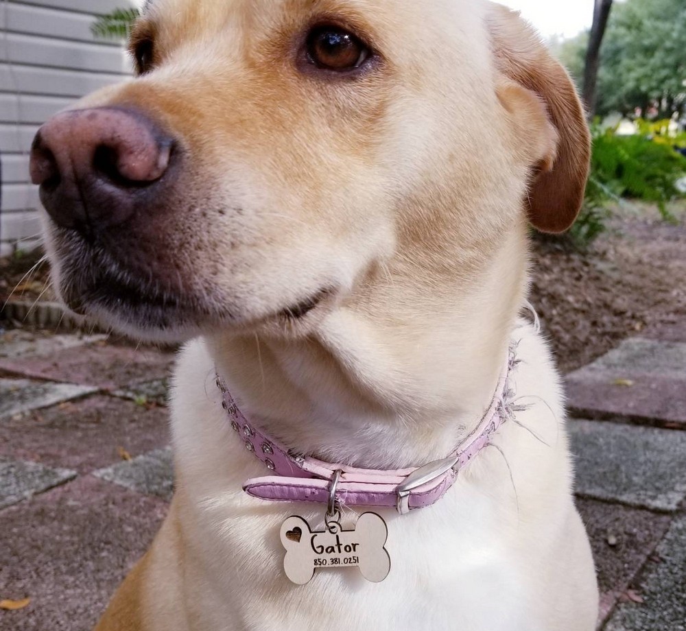 Kişiye Özel - Ahşap Kemik Modelli Köpek Tasma Kimlik Madolyonu
